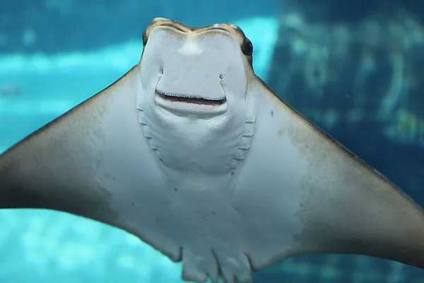 paten balık akvaryumu