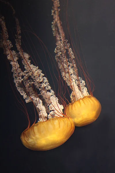 denizanası medusa akvaryum