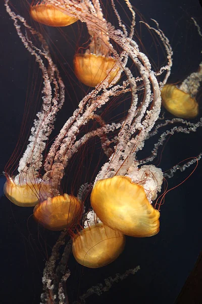 Quallen-Medusa-Aquarium — Stockfoto