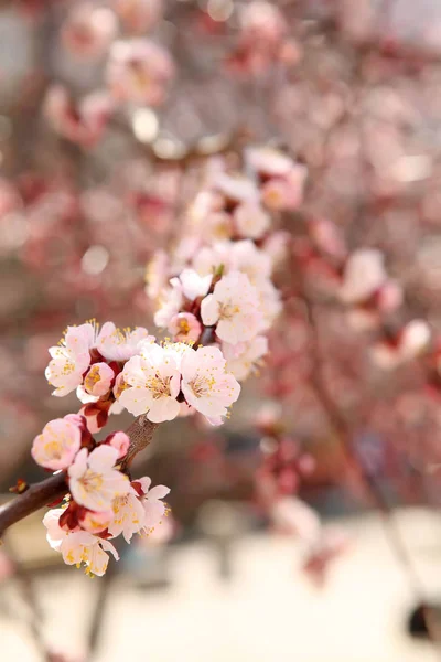Kiraz çiçeği ağaç sakura