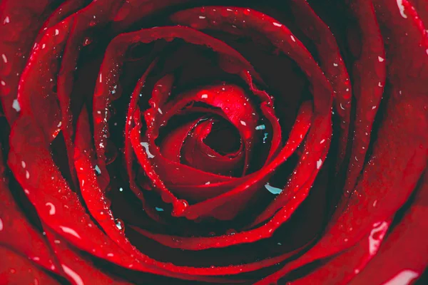 Trandafir roșu aproape — Fotografie, imagine de stoc