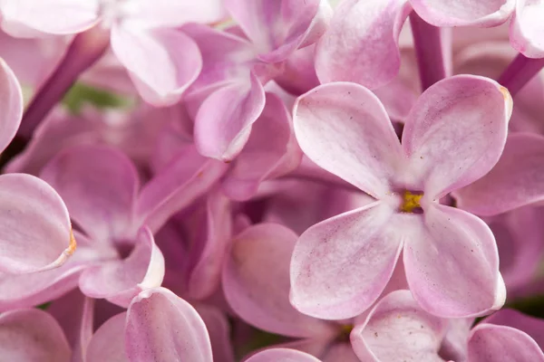 Krásný jarní pochoutka Lila květy. — Stock fotografie