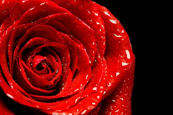 Hermosa rosa roja —  Fotos de Stock