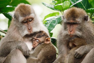 Kutsal maymun, maymun aile ubud bali Endonezya orman