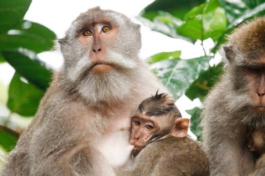 Monkey family at sacred monkey forest Ubud Bali Indonesia clipart