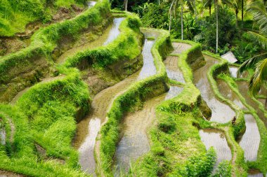 Bali 'de Ubud' daki teras pirinç tarlaları