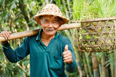 Bali, Endonezya - 2 Mart 2020: Bali 'de pirinç tarlası üzerinde çalışan Endonezyalı çiftçi