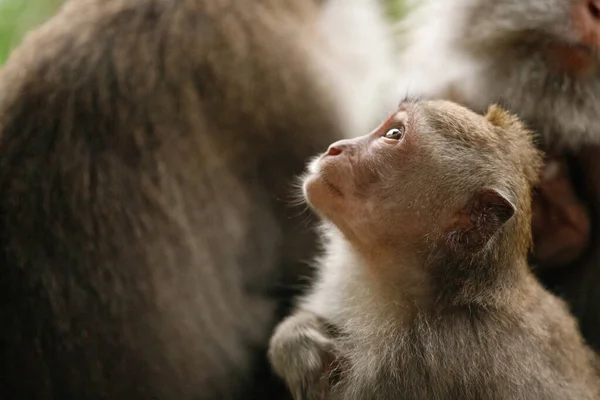 Mono mira hacia arriba. Bosque del mono sagrado, Ubud, Indonesia — Foto de Stock