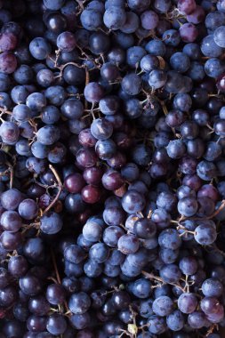 Organik siyah üzüm