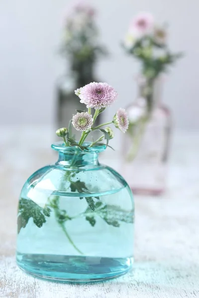 Crisântemo Flores Vaso — Fotografia de Stock