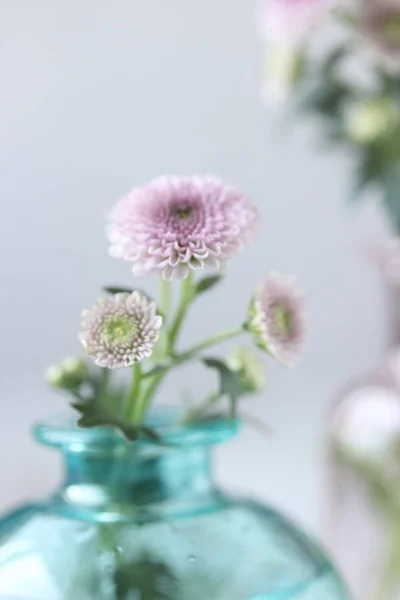 Crisantemo Flores Jarrón —  Fotos de Stock