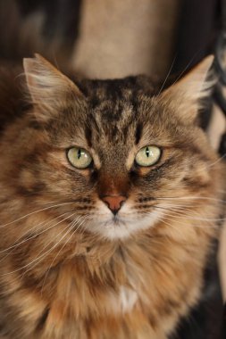 Kahverengi kedi, kedi yavrusu, sokak kedim Gözde.