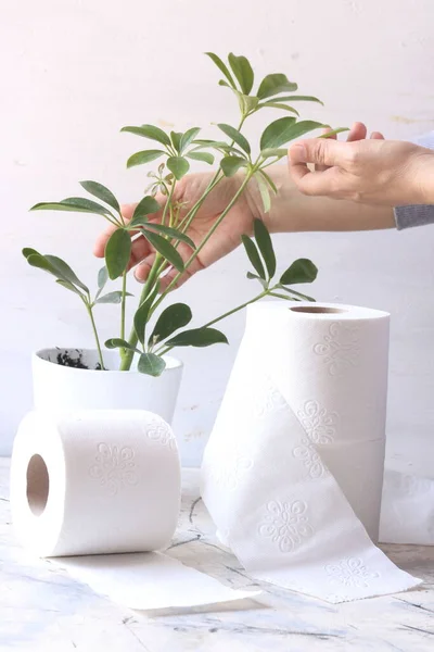 Tecido Higiênico Branco Papel Com Folhas Verdes Planta Fundo Branco — Fotografia de Stock