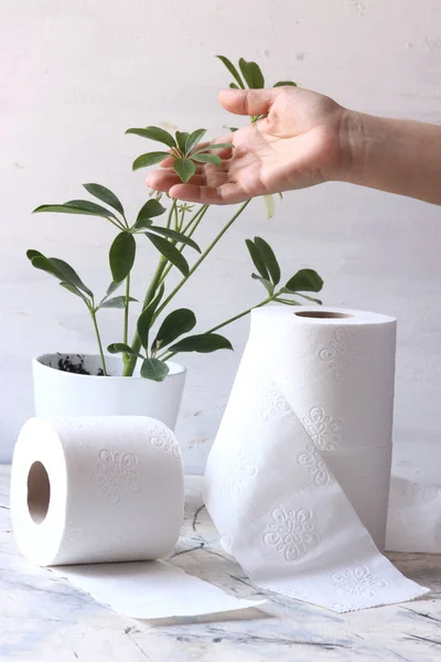 Papel Higiénico Blanco Papel Con Hojas Verdes Planta Sobre Fondo —  Fotos de Stock