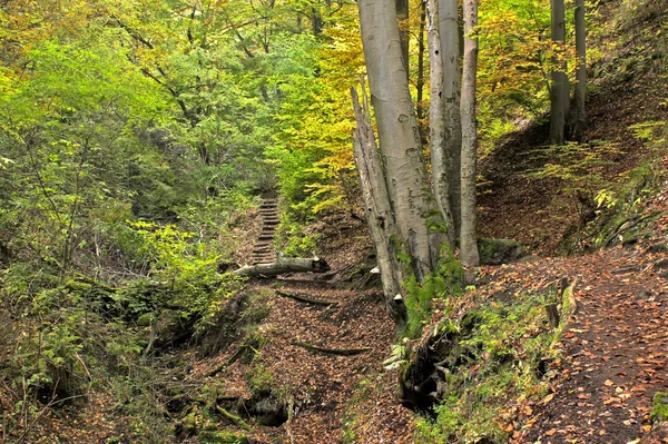 Route et escaliers en forêt profonde — Photo