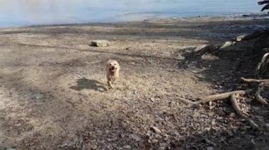 Mutlu çalışan pitbull ve nehir de atlama ağır çekimde plaj