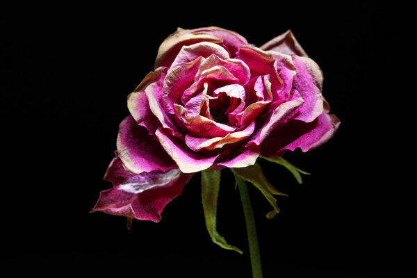 Purple dry rose isolated on black background