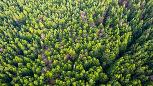 Dağların manzarası ve Ukrayna Karpatları ve ağaçlı ormanlar