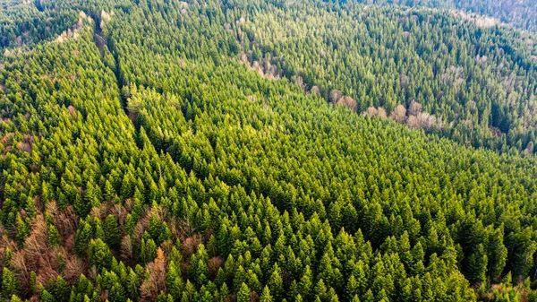 view of the mountains and nature of Ukraine Carpathians and forests with trees