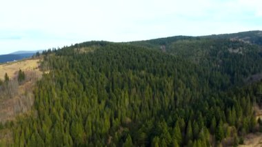 Dağların ve ormanların güzel manzaralı ormanların üzerinde güzel İHA uçuşları