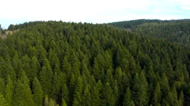 Dağların ve ormanların güzel manzaralı ormanların üzerinde güzel İHA uçuşları