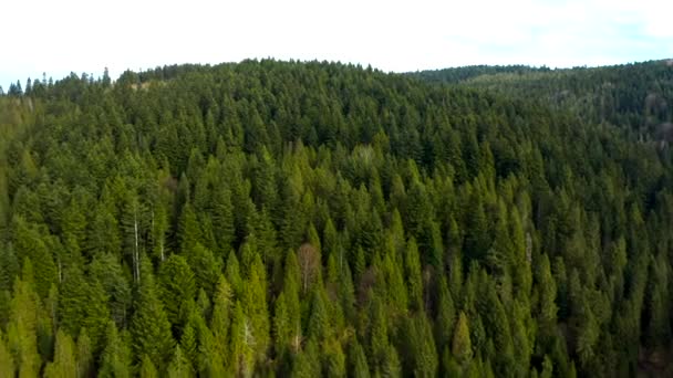 Schöne Drohnenflüge Über Wäldern Mit Schöner Aussicht Auf Berge Und — Stockvideo