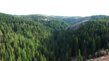 Dağların ve ormanların güzel manzaralı ormanların üzerinde güzel İHA uçuşları