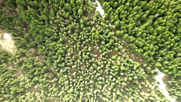 Volando Una Telecamera Drone Che Punta Verso Gli Alberi Pini — Video Stock