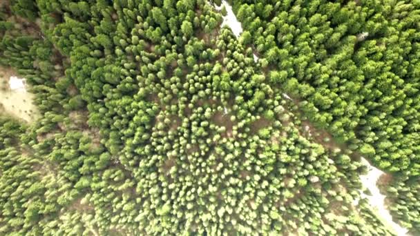 voler sur une caméra de drone pointant vers le bas les arbres et les pins 