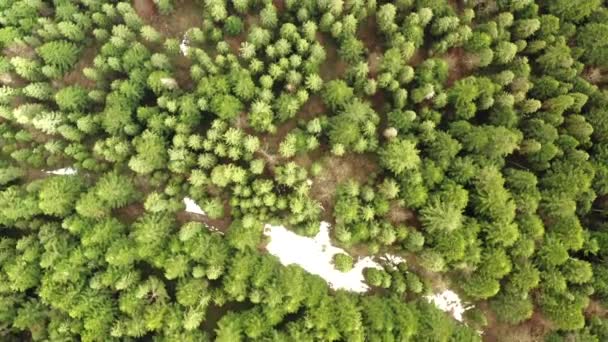 用无人驾驶相机朝树和松树飞去 — 图库视频影像