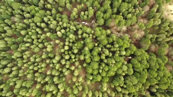 Flying Drone Camera Pointing Trees Pines — Stock Video