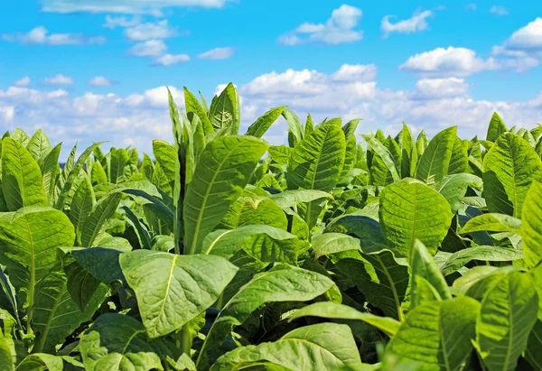 Plantación de tabaco en Polonia — Foto de Stock