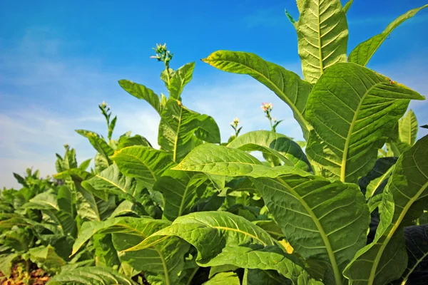 Tabákového plantáž v Polsku — Stock fotografie