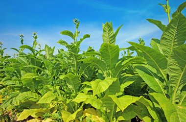 tobbaco ekimi Polonya 