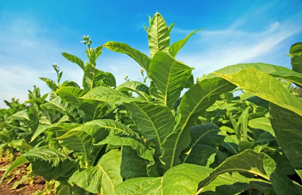 Plantación de tabaco en Polonia — Foto de Stock