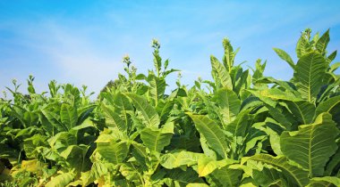 tobbaco ekimi Polonya 