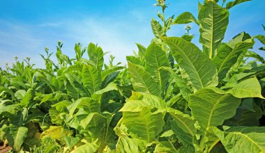 tobbaco ekimi Polonya 