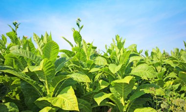 tobbaco ekimi Polonya 