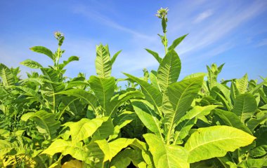 tobbaco ekimi Polonya 