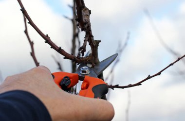 Budama ağaçları budama makası ile