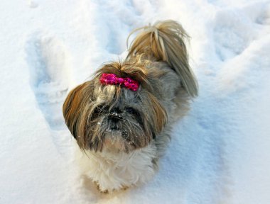Karda oynayan shih tzu köpek.