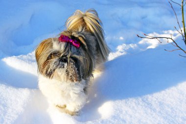 Karda oynayan shih tzu köpek.