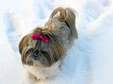 Karda oynayan shih tzu köpek.