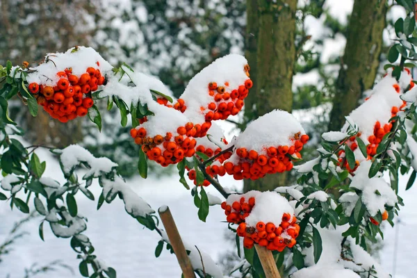 Rode Pyracantha Bessen Bedekt Met Sneeuw Winter — Stockfoto