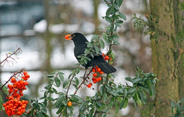 Red Pyracantha Berries Covered Snow Winter Bird ロイヤリティフリーのストック画像