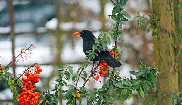 Kışın Karla Kaplı Kırmızı Piracantha Üzümleri Bir Kuş - Stok İmaj