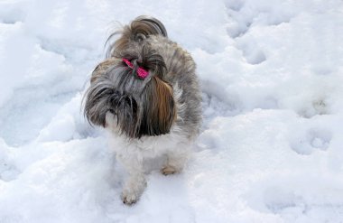 Karda oynayan shih tzu köpek.