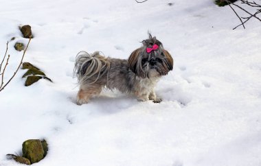 Karda oynayan shih tzu köpek.