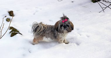 Karda oynayan shih tzu köpek.