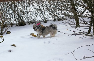 Karda oynayan shih tzu köpek.